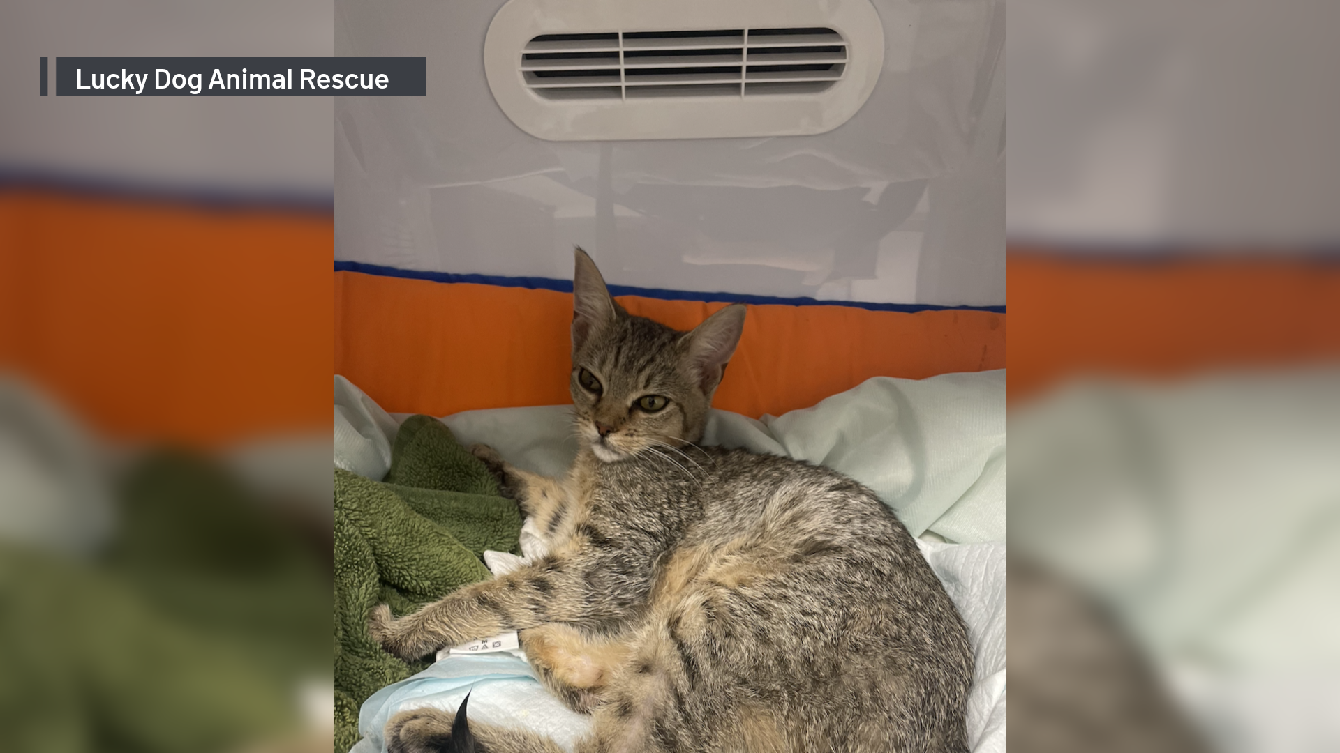Piloto de Southwest adopta a gato durante vuelo de rescate Telemundo